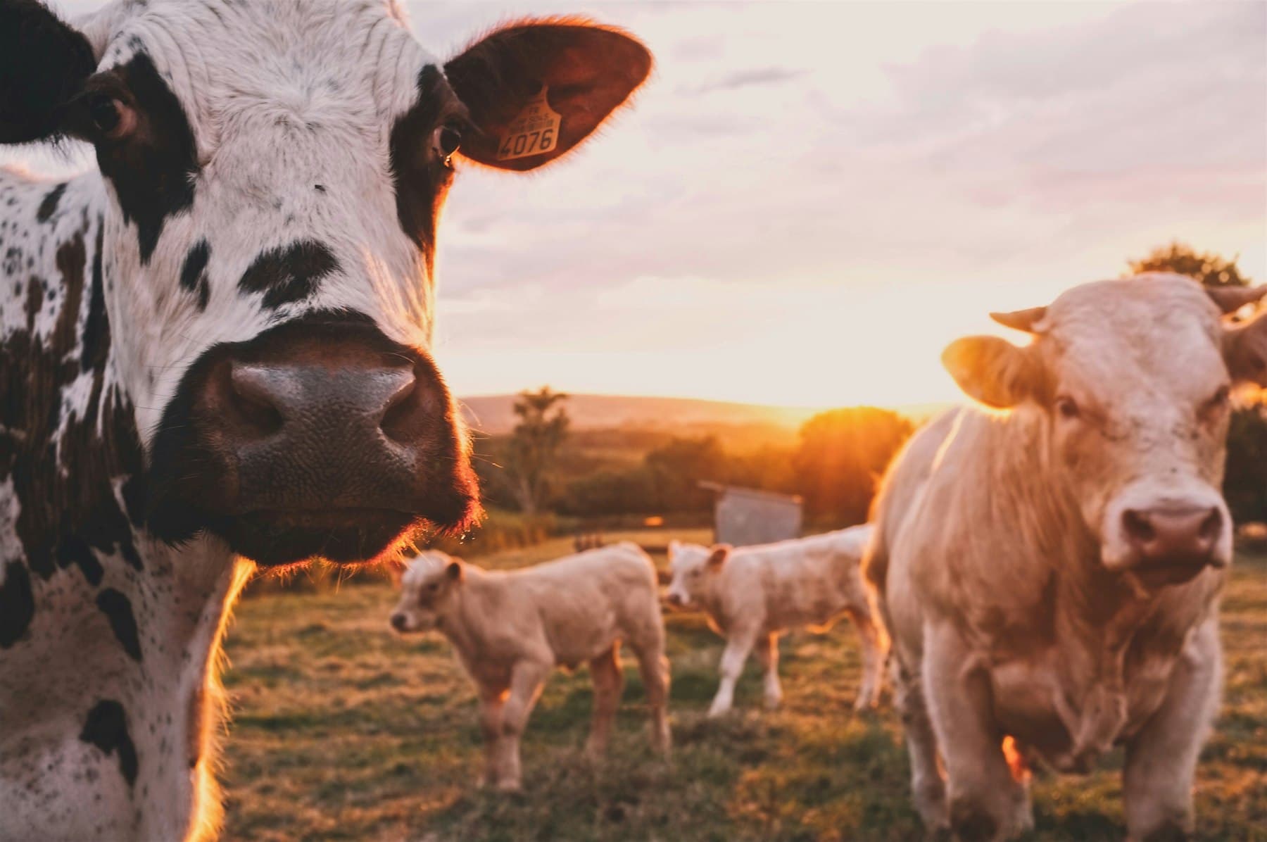 Troupeau de bovins dans un pâturage au coucher du soleil